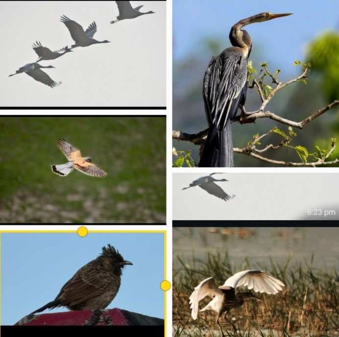 HimalayanWingsOfBirdsHimbumail