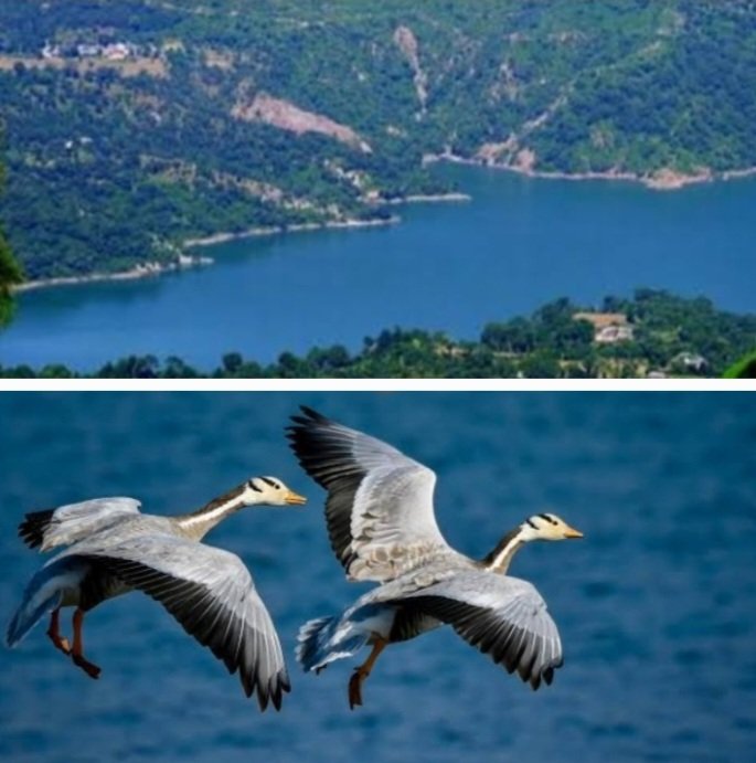 PongDamGobindSagarHimachal