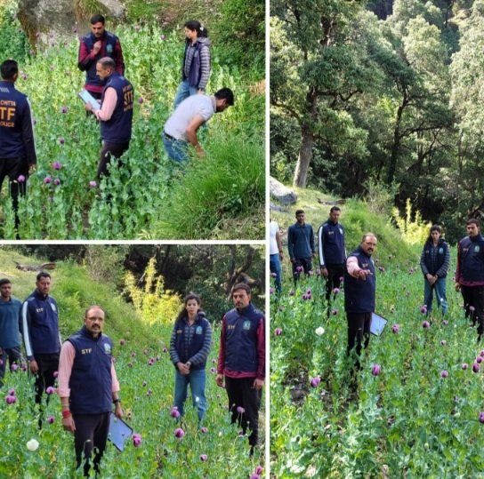 AntiPoppyDriveInMandi