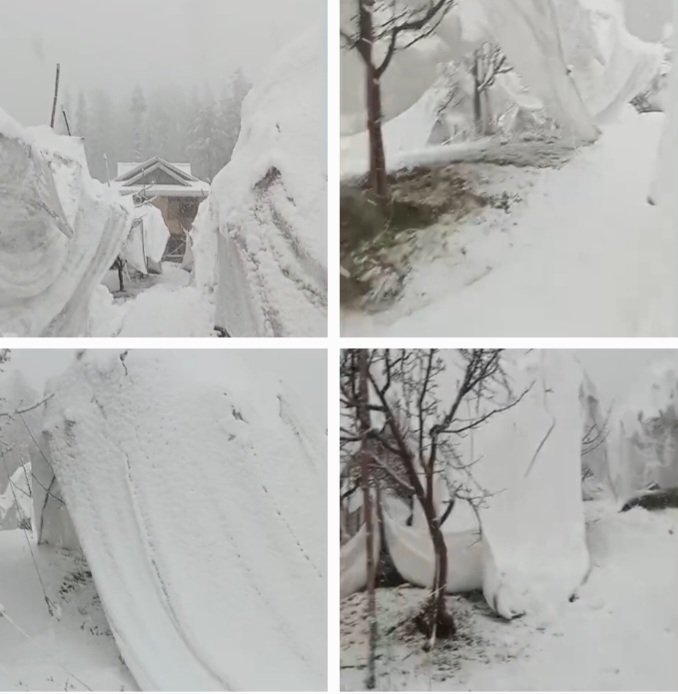 SnowfallRuinAppleOrchardsInHimachal